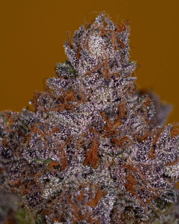 Stacked from 23 images. Method=C (S=4)